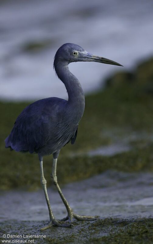 Aigrette bleue