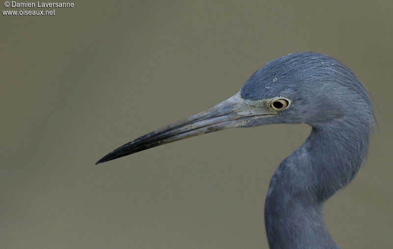 Little Blue Heron