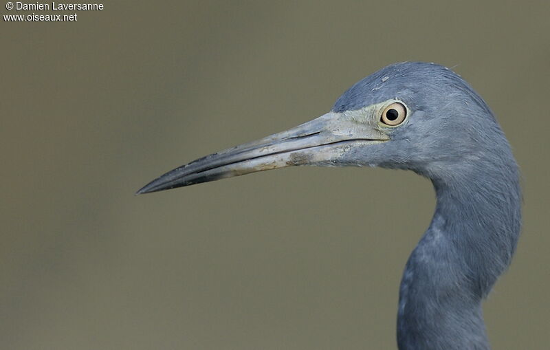 Little Blue Heron