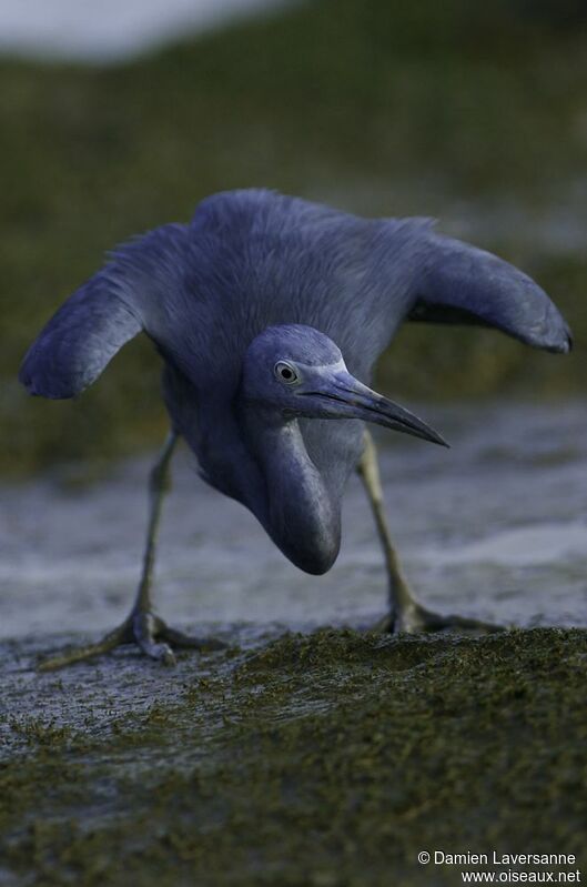 Aigrette bleue