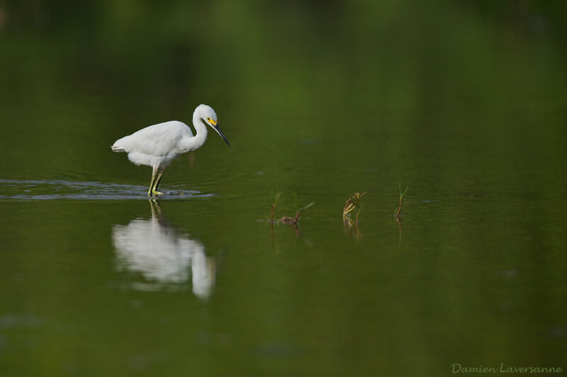 Snowy Egret