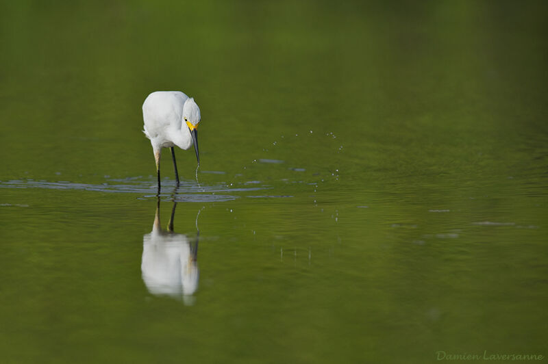 Snowy Egret