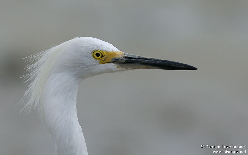 Snowy Egret