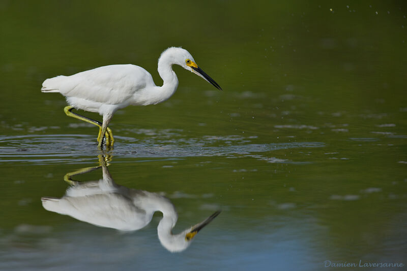 Aigrette neigeuse