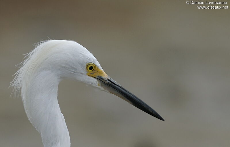 Snowy Egret