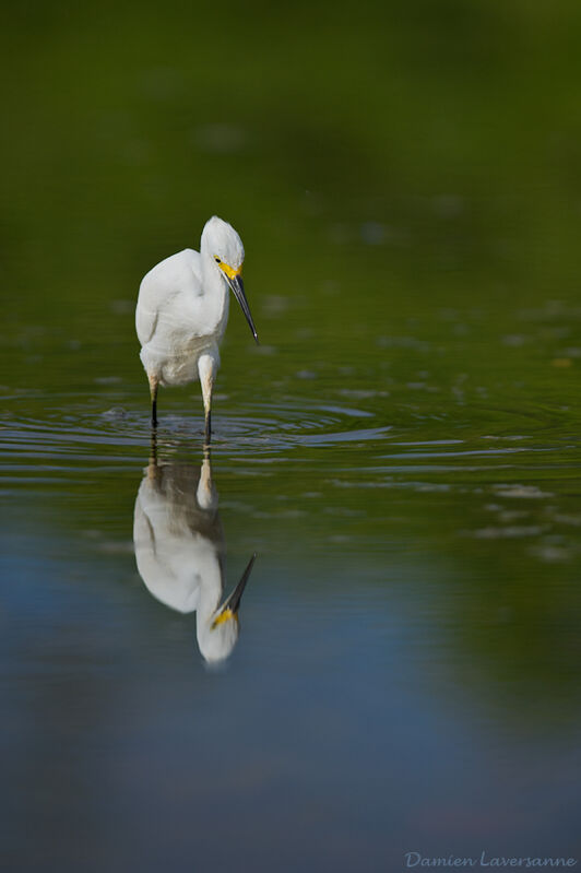 Aigrette neigeuse