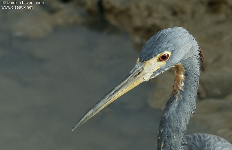 Aigrette tricolore