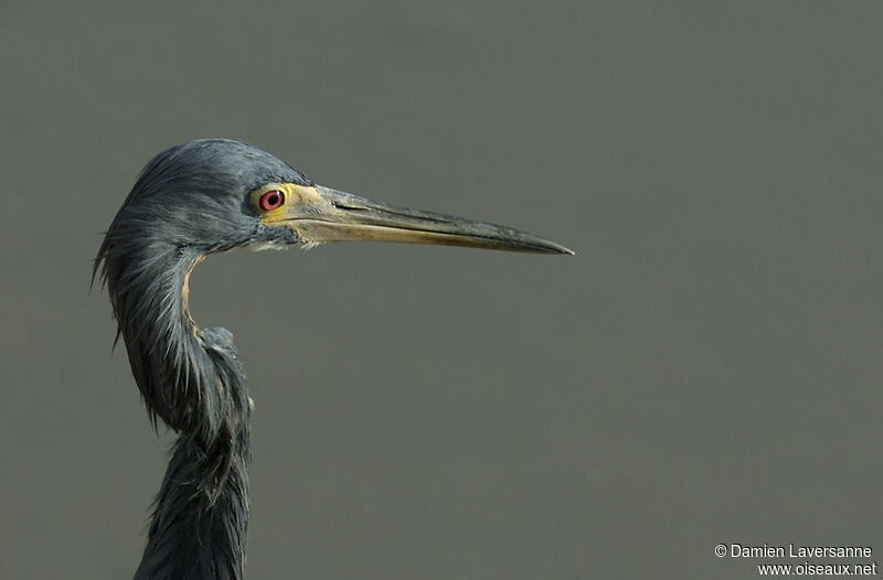 Aigrette tricolore