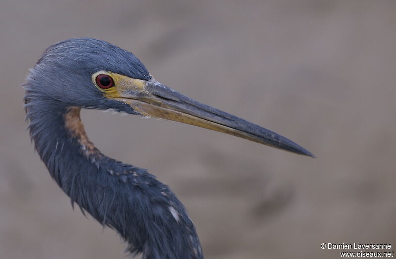 Aigrette tricolore