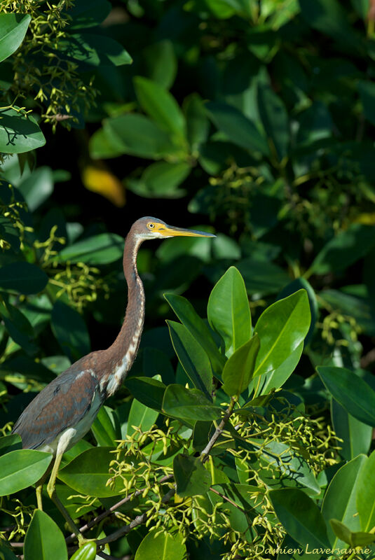 Tricolored Heron