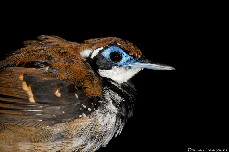 Ferruginous-backed Antbird