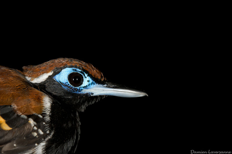 Ferruginous-backed Antbird