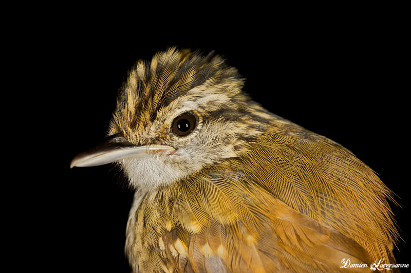 Guianan Warbling Antbird