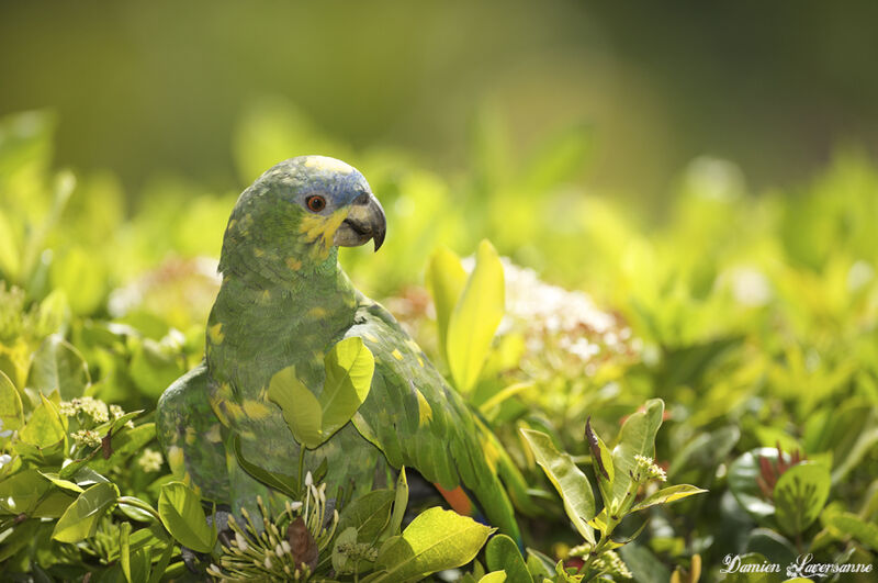 Orange-winged Amazon