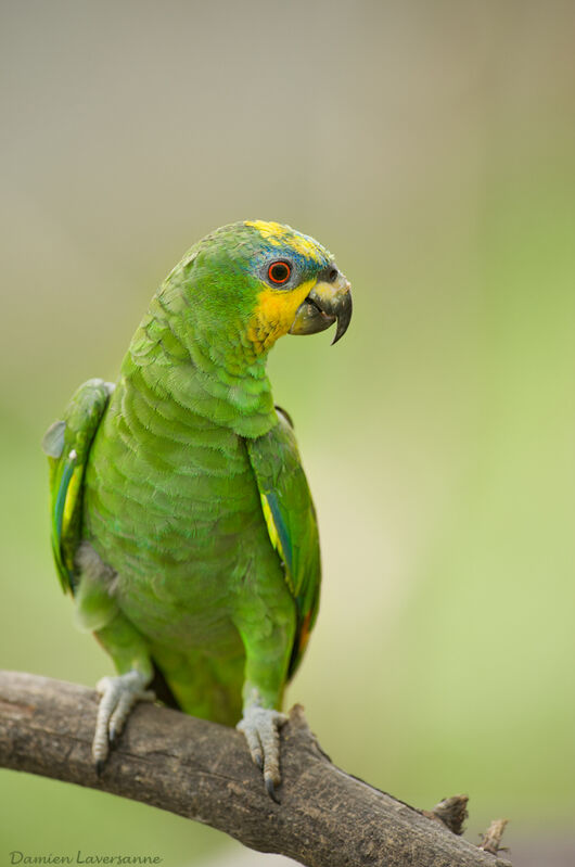 Orange-winged Amazon, identification