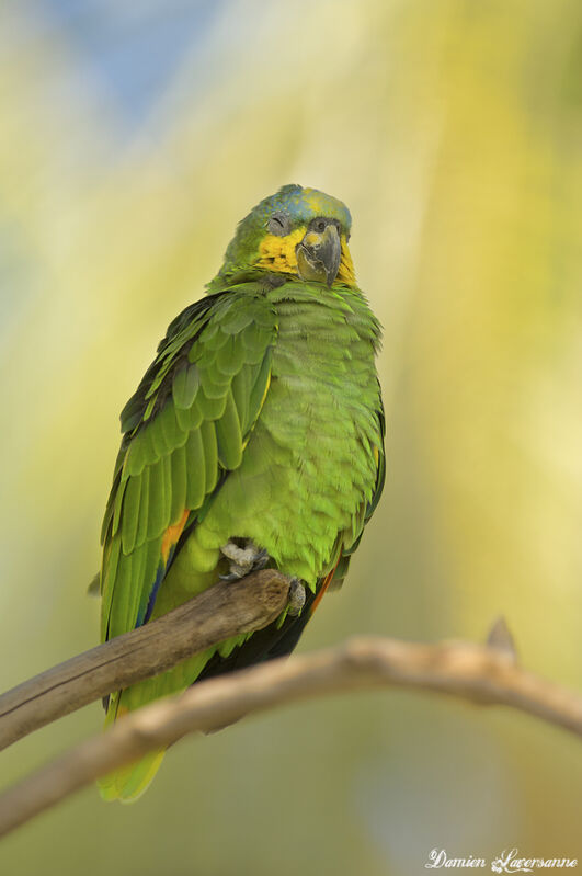 Orange-winged Amazon