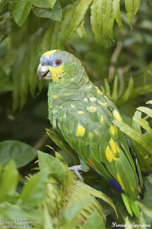 Orange-winged Amazon, identification