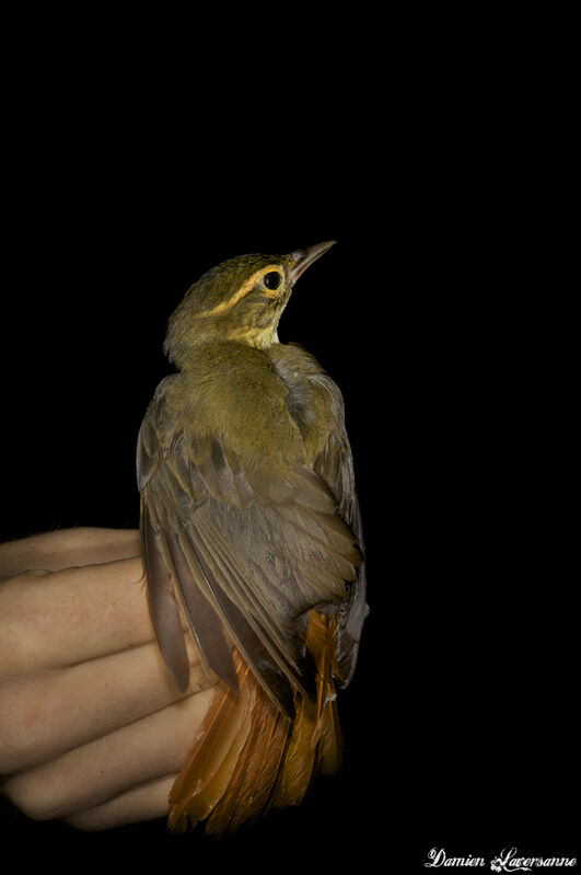 Rufous-rumped Foliage-gleaner