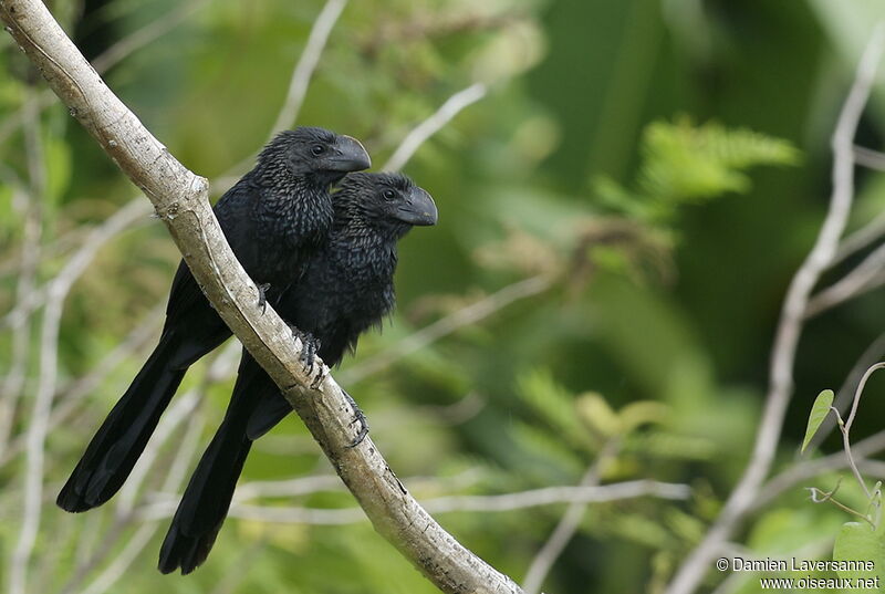 Smooth-billed Ani 