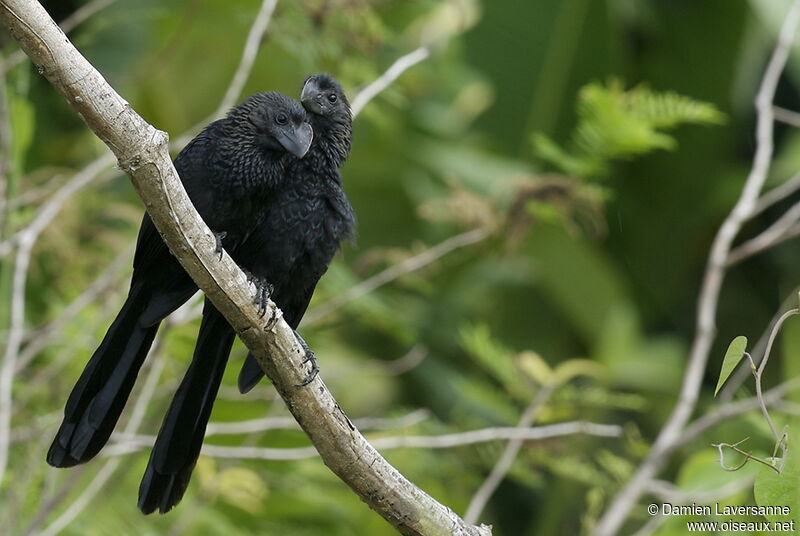 Smooth-billed Ani 