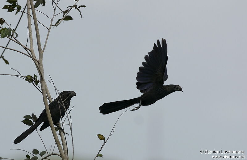 Smooth-billed Ani