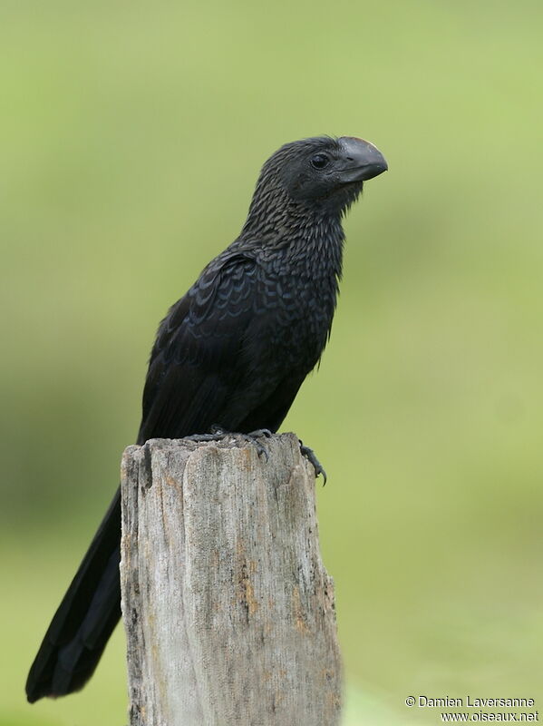 Smooth-billed Ani