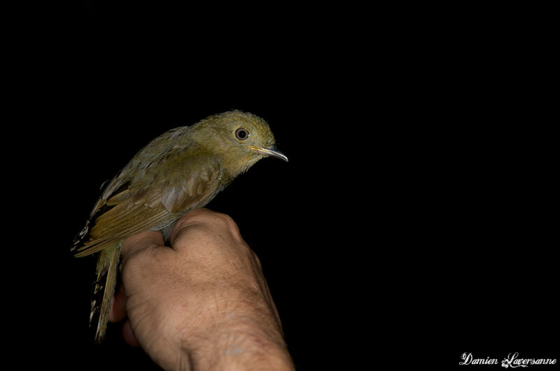 Brown-winged Schiffornis