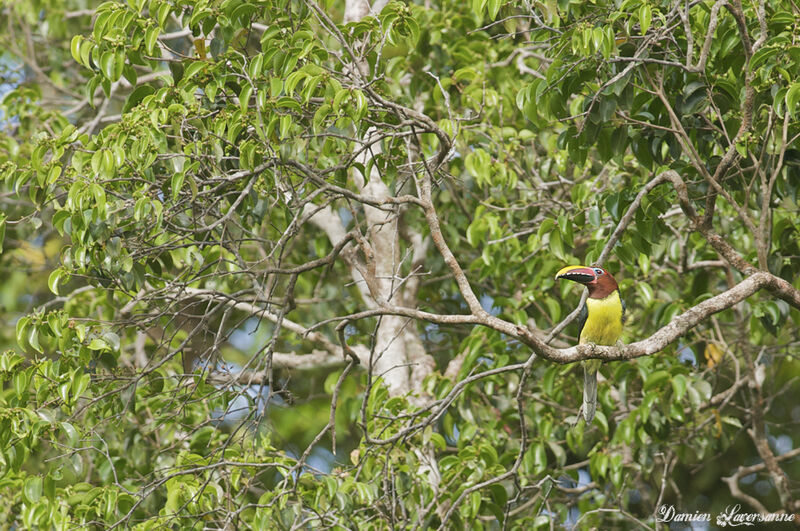 Green Aracari