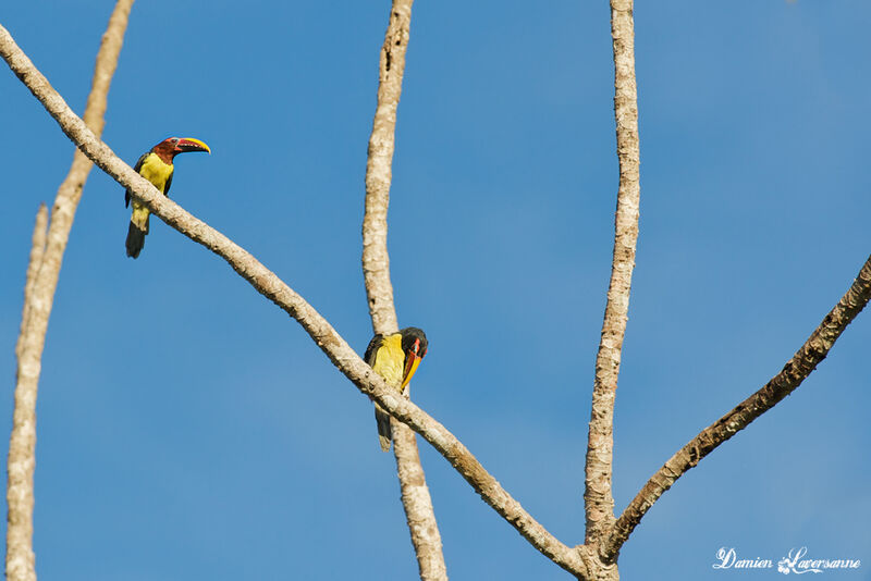 Green Aracari