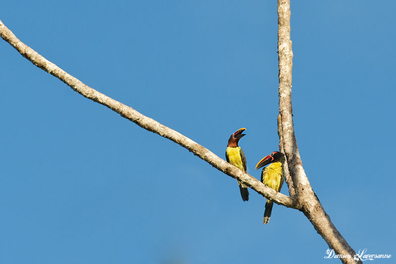 Green Aracari