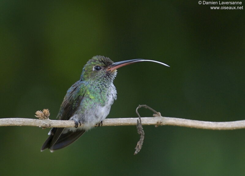 Glittering-throated Emerald