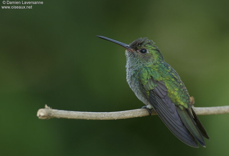 Glittering-throated Emerald