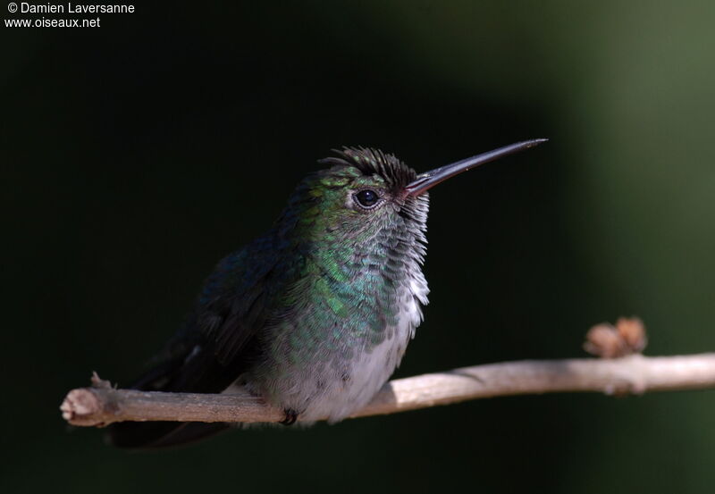 Glittering-throated Emerald