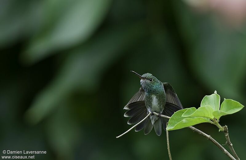 Glittering-throated Emerald