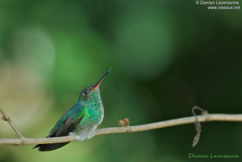 Glittering-throated Emerald