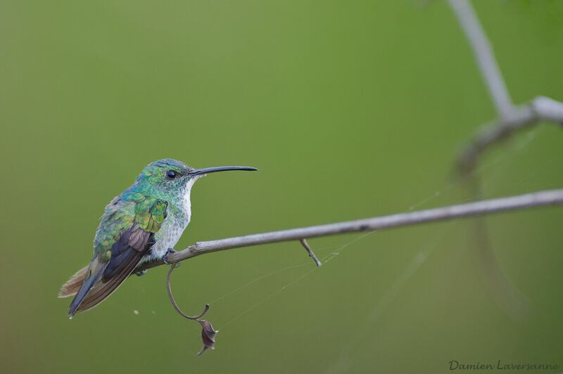 Plain-bellied Emerald female, identification