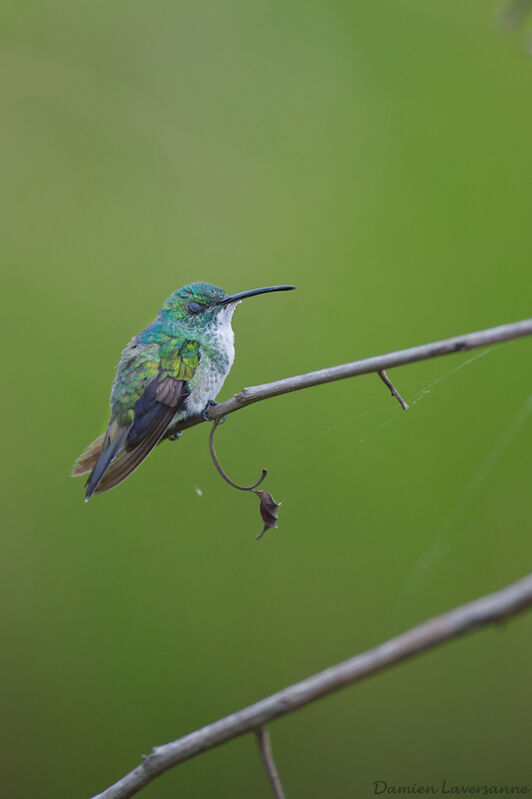 Plain-bellied Emerald , identification