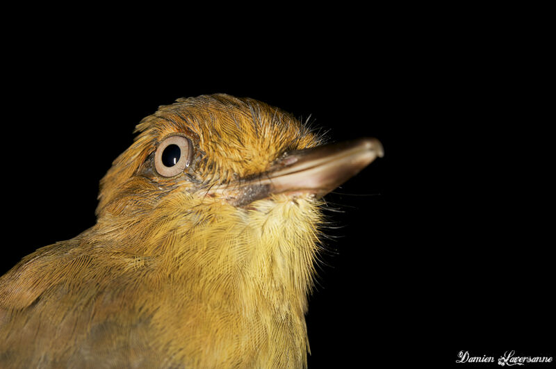 Bright-rumped Attila