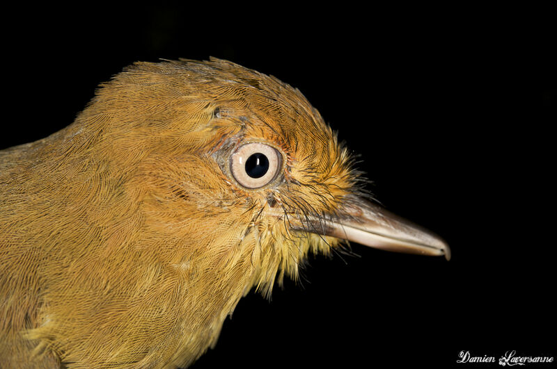 Bright-rumped Attila