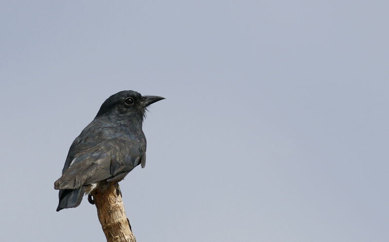 Swallow-winged Puffbird