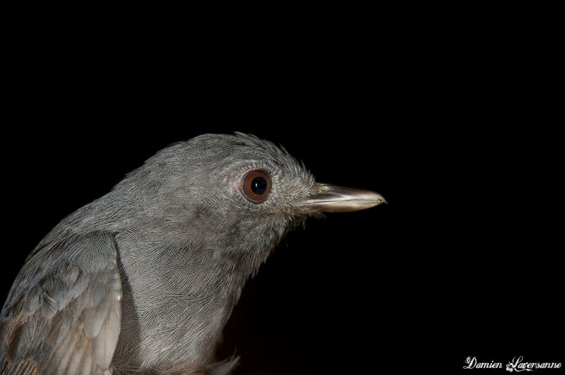 Dusky-throated Antshrike female adult