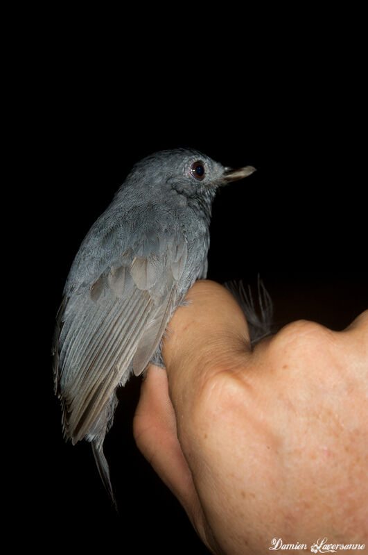 Dusky-throated Antshrike female adult