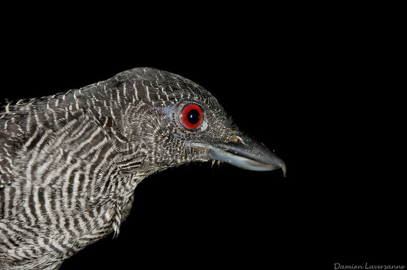 Fasciated Antshrike