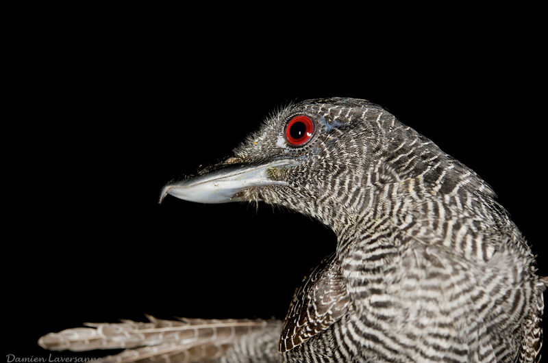 Fasciated Antshrike