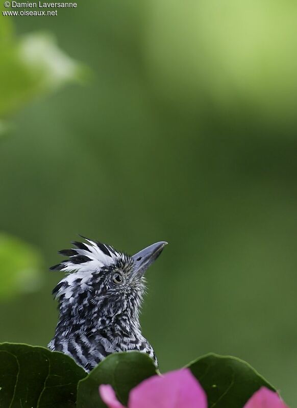 Barred Antshrike