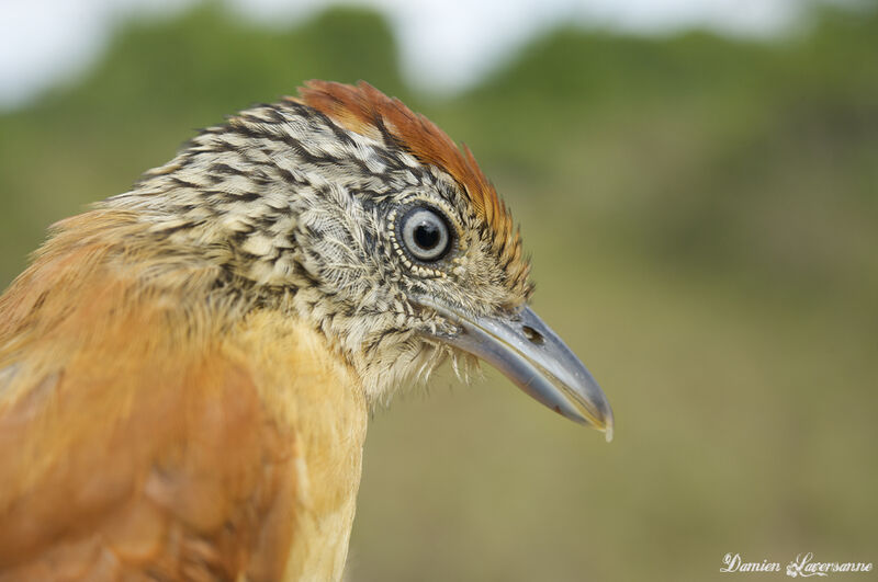 Barred Antshrike female