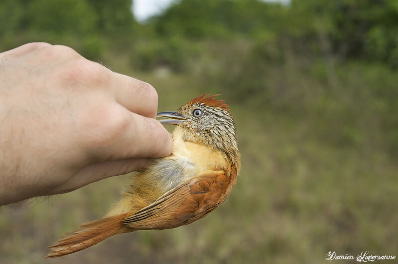 Barred Antshrike female