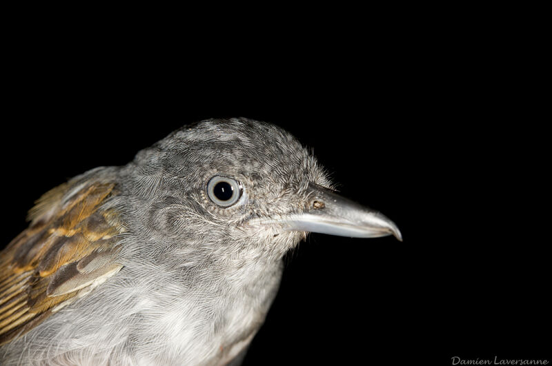 Mouse-colored Antshrike