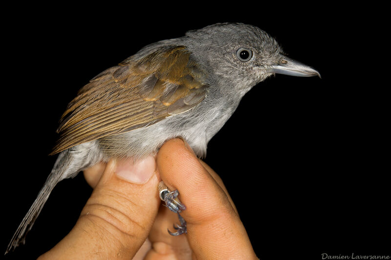 Mouse-colored Antshrike