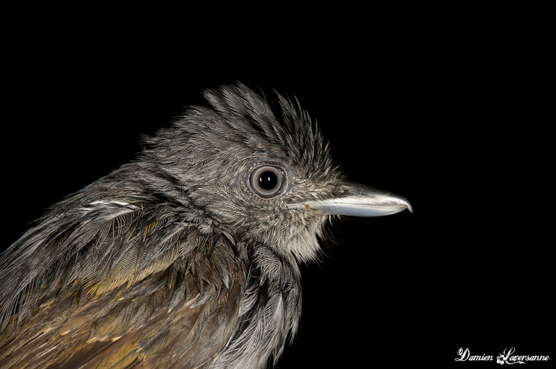 Mouse-colored Antshrike